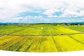 衢州与“盒马鲜生”共建农业示范区，茭白产销用上大数据——“美人腿”走上升级路图片