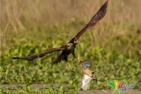 鹞鹰俯冲成功猎捕鸭子 带猎物飞行离开如同探囊取物图片