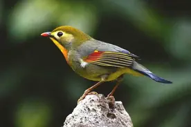 儿时的捉鸟往事图片