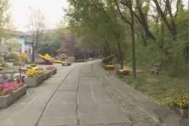 淄博市淄川区：蒲翁故里话聊斋 秋日菊花不胜收