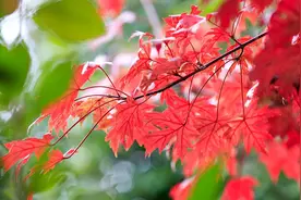 红了！南京图片