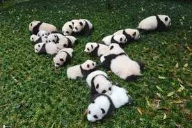 国际熊猫日 个个都是行走的表情包图片