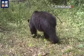我国首次发现东北虎吃黑熊的珍贵影像，肉还“冒着热气”图片