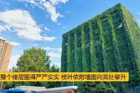 可盐可甜！能拍照能减噪 这样的“爬山虎”教学楼 你爱了吗？图片