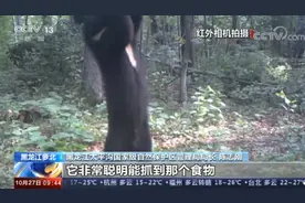 小兴安岭首次找到东北虎吃熊证据，亲历者至今仍胆颤心惊图片