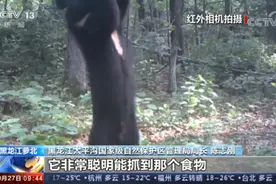 小兴安岭首次找到东北虎吃熊证据，亲历者至今仍胆颤心惊图片