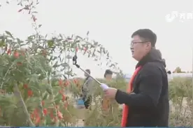 别错过！滋补季吃枸杞，漱玉平民大药房启动宁夏中宁道地枸杞节视频封面