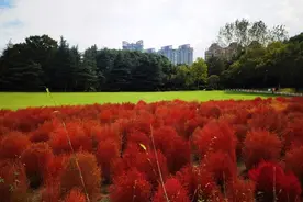 近20000平方米！世纪公园的地肤“红”了，要打卡的赶紧哦，还有金黄色秋景图片
