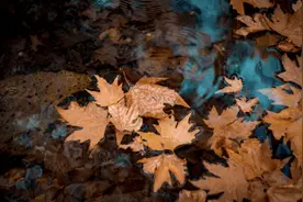 新知｜护花，还能抵御气候变暖——原来，你是这样的落叶图片