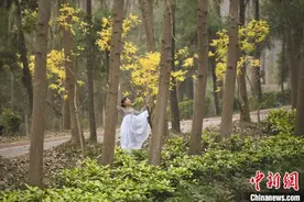 航拍安徽合肥滨湖国家森林公园 秋色宜人图片