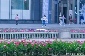 相约金秋，一场月季旋风吹遍三镇！气场强大堪比春天图片
