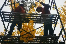 56秒丨“人造秋景”？一商场锯掉门前真银杏树叶换上了假的图片