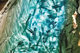 巫溪“神奇鱼泉”野生鱼只能看不能捕图片