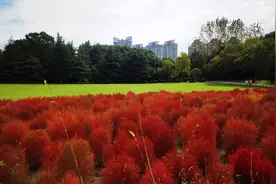 周到晨报 | 快打卡！世纪公园20000㎡地肤红了；沪上中医开门诊专治“小眼镜”们；为何“脱口秀演员一定要到上海”？图片