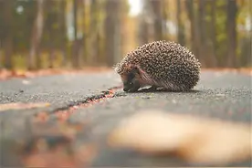 上百小刺猬“扎堆儿”植物园图片