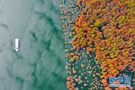 「“飞阅”中国」“醉美”红杉林 皖南秋正浓图片