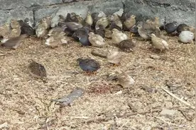 重仅一两，“迷你鸡”？是世上最小的鹌鹑吧！煲汤、烧烤…来尝一波“迷你鹌鹑”的鲜图片