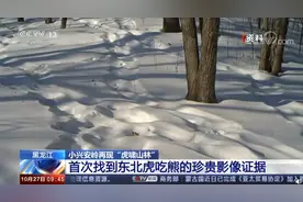 虎熊大战？想多了，老虎就是吃顿饭图片