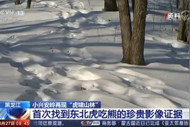 虎熊大战？想多了，老虎就是吃顿饭图片