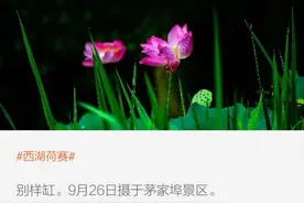西湖边这个地方秋天也能看到荷花！正值盛花期，赶在冷空气来之前抓紧去看图片