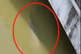 广州一公园惊现“巨型食肉水怪”！专家：不能吃图片