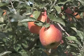 烟台莱州：让老果园焕发新生机 推动苹果产业高质量发展图片