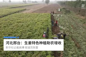 河北邢台：生姜特色种植助农增收视频封面