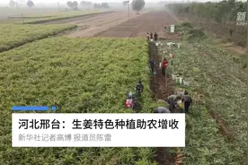 河北邢台：生姜特色种植助农增收视频封面