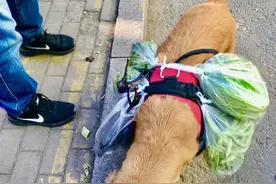 实名羡慕｜狗狗陪主人逛早市还帮着背菜……图片