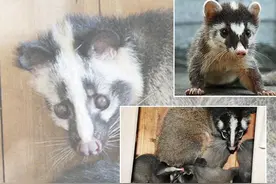 最严“禁野令”中的江西果子狸之乡：从心存侥幸到及时止损图片