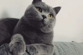 如何证明是你的猫？上海一市民被指捡到英短蓝猫后拒绝归还，灵魂拷问引热议图片