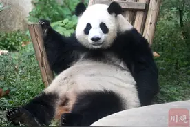 OMG！滚滚de尾巴，真的是白的图片