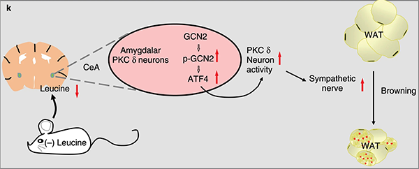 少吃这种氨基酸，让“坏脂肪”变色成“好脂肪”，营养健康专家探索减脂新方法