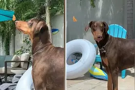 太可爱了！杜宾犬自家院内玩耍 偶遇一只蝴蝶落在鼻子上图片