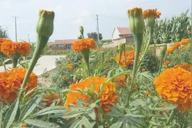 万寿菊成了“增收花”图片