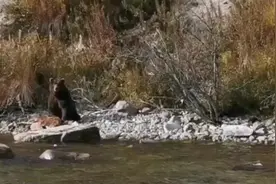 俄罗斯一只棕熊被拍到吞食幼崽 专家称系食物短缺所致图片