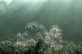霜来秋色浓图片