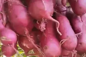 神了！退休专家牵牛花嫁接种出空中红薯，网友：不知味道如何图片