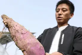 “横着长”的紫色山药，你吃过吗？图片