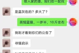 上海一市民捡到走丢猫咪后欲购买拒绝归还：我会把猫放回大自然图片