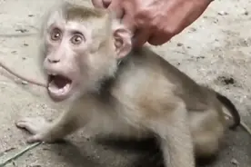 因涉嫌强迫猴子干苦力摘椰子，泰国一公司的椰子被美国超市下架了视频封面