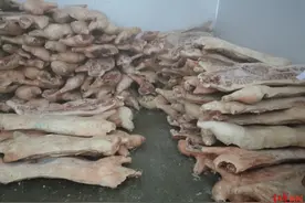 涉案金额达300余万！四川宜宾查扣30余吨问题肉，3700斤香肠被追回图片