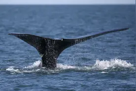 美国国家海洋暨大气管理局（NOAA）：北大西洋露脊鲸全球仅存366头图片