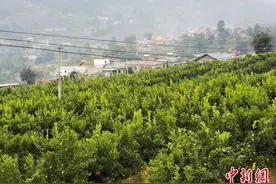 探访四川赤水河流域生态环保：守护“母亲河”清水绿岸图片