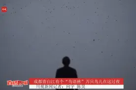 密恐！成都一条街被成千上万只鸟“侵占”，赶还是留？图片