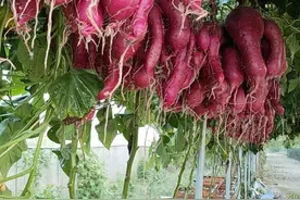 农业专家谈栽培“空中红薯”：生长时其实有花盆，可长期存活图片