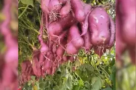 农业专家用牵牛花嫁接出“空中红薯”：单株可产40斤视频封面