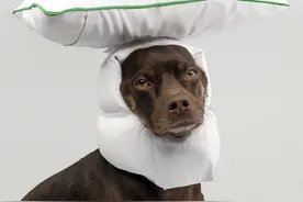 随时随地想睡就睡！美国设计师为狗狗打造专属“时尚头盔”图片