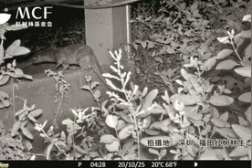 珍稀物种欧亚水獭再现深圳图片