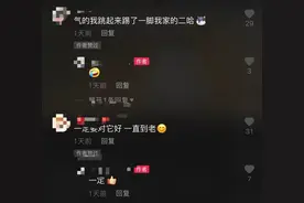 默契！杭州狗狗帮主人叠雨布的视频火了，全国2800多万人围观！背后的故事是这样的图片